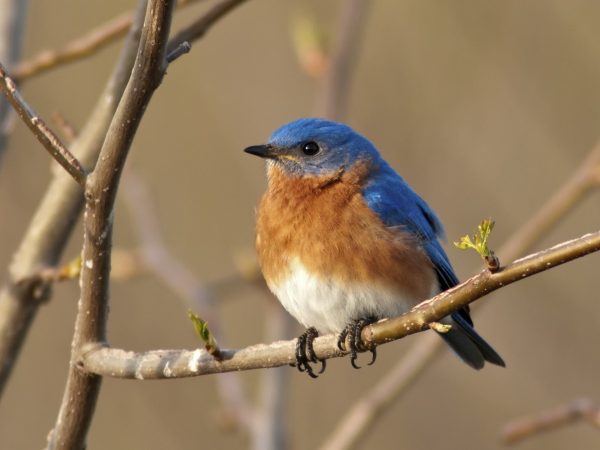 Portrait of a male Eastern Bluebird (Sialia sialis)