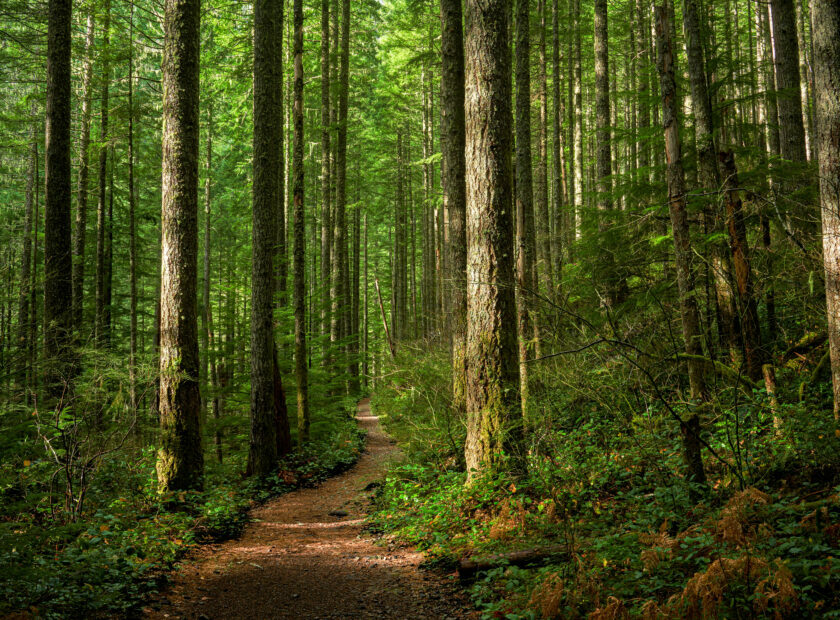 Path through Sunlit Forest