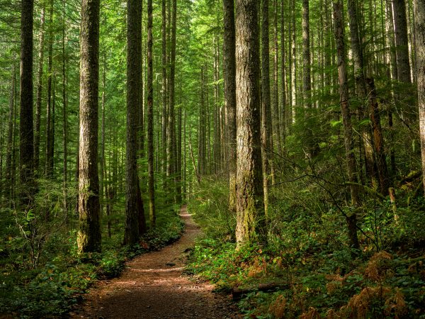 Path through Sunlit Forest